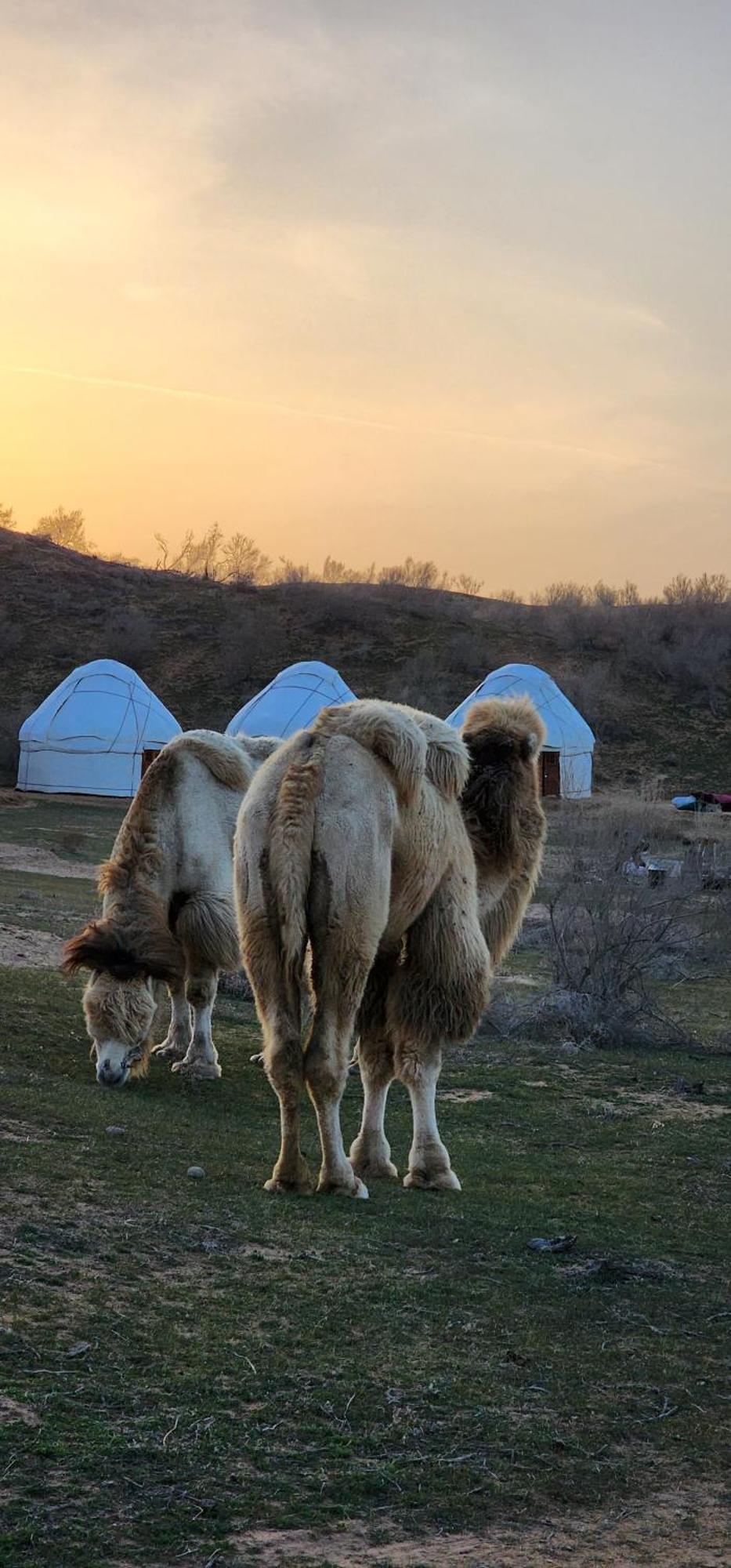Kyzylkum Nights Camp & Family Yurt Hotell Nurota Exteriör bild